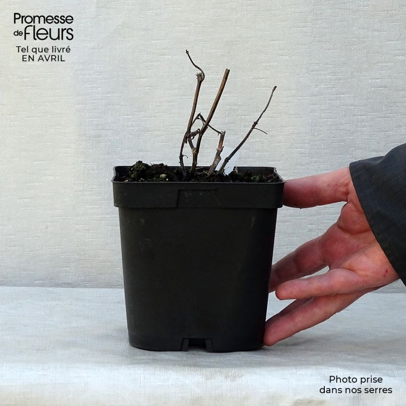 Spécimen de Sauge arbustive - Salvia guaranitica Black and Blue en pot de 2L tel que livré au printemps