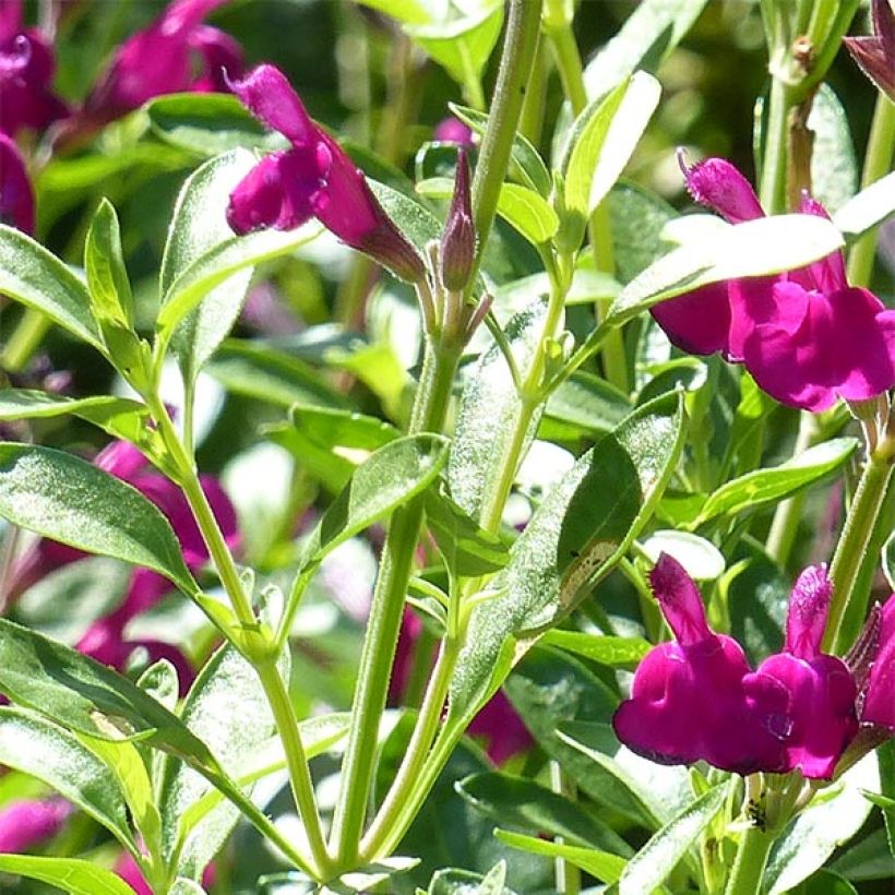 Sauge arbustive - Salvia jamensis Raspberry Royal (Feuillage)