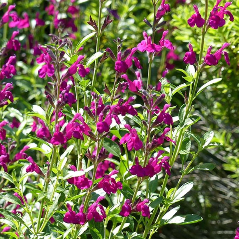 Sauge arbustive - Salvia jamensis Raspberry Royal (Floraison)