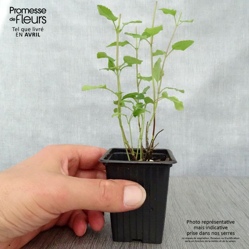 Spécimen de Sauge arbustive - Salvia microphylla Hot Lips en godet tel que livré au printemps