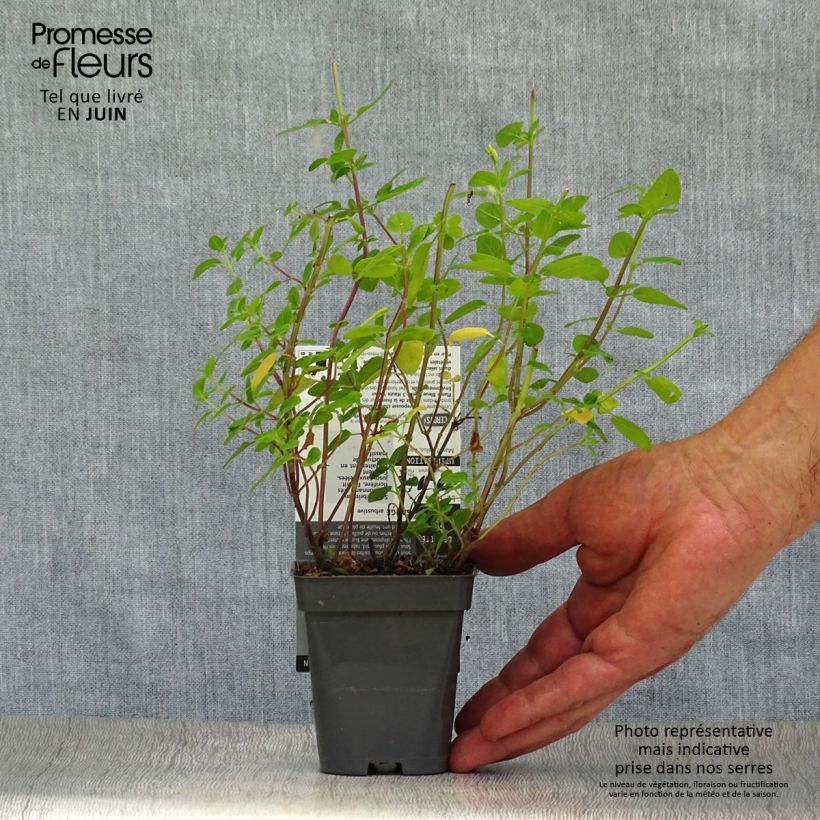 Spécimen de Sauge arbustive - Salvia microphylla grahamii Godet de 7/8 cm tel que livré en été