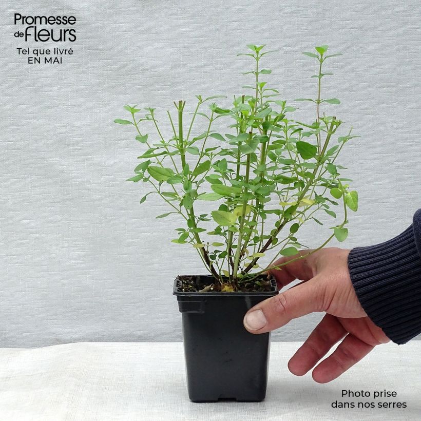 Spécimen de Sauge arbustive - Salvia microphylla grahamii Godet de 7/8 cmHauteur livrée env. 10/15cm tel que livré au printemps
