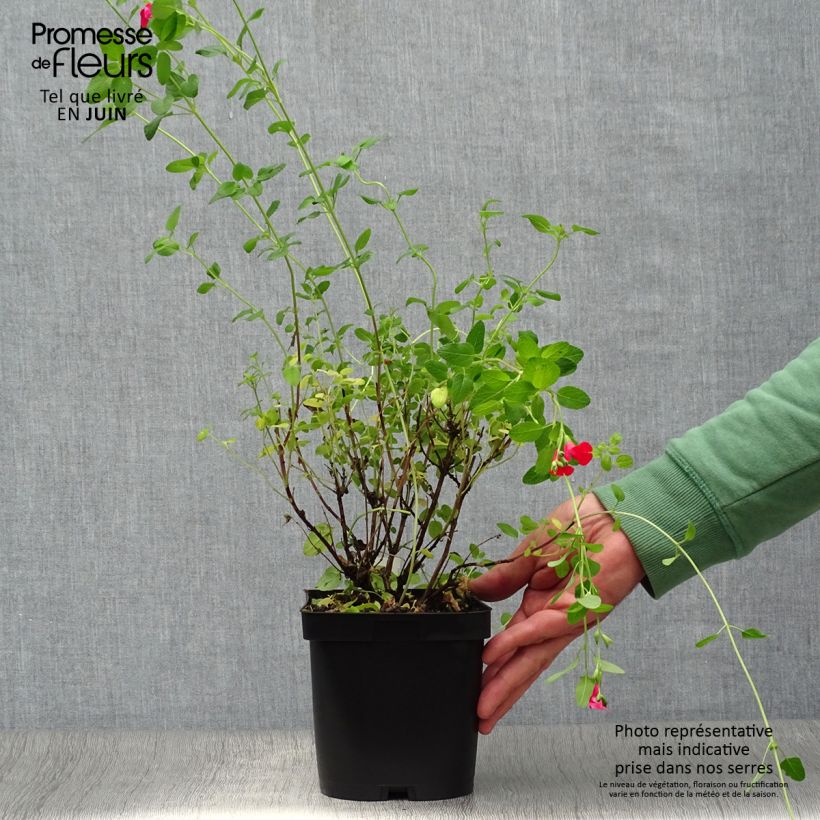 Spécimen de Sauge arbustive - Salvia microphylla grahamii Pot de 2L/3L tel que livré en été