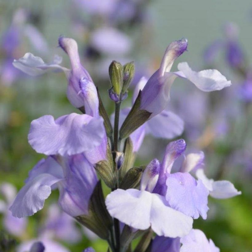 Sauge arbustive So Cool Pale Blue - Salvia microphylla (Floraison)