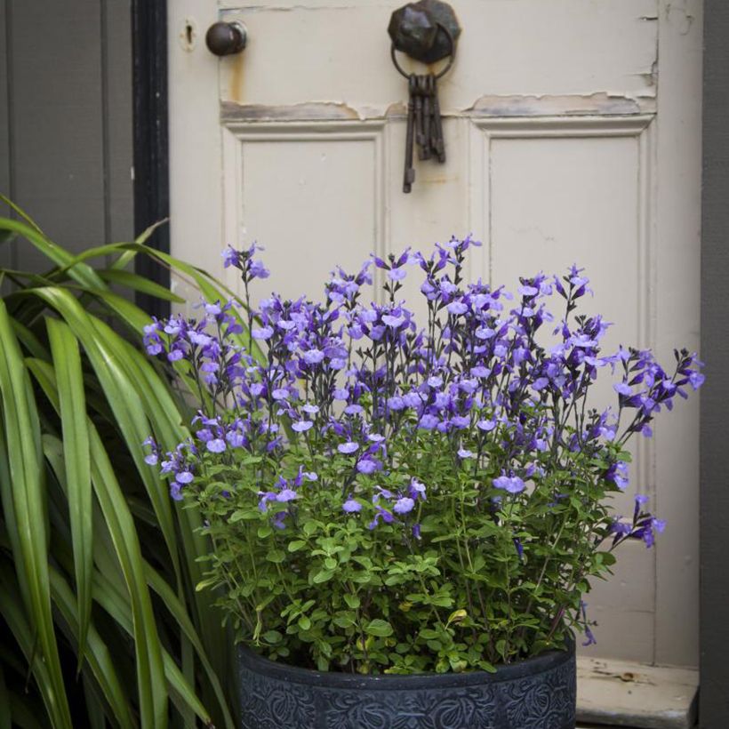 Sauge arbustive So Cool Pale Blue - Salvia microphylla (Port)