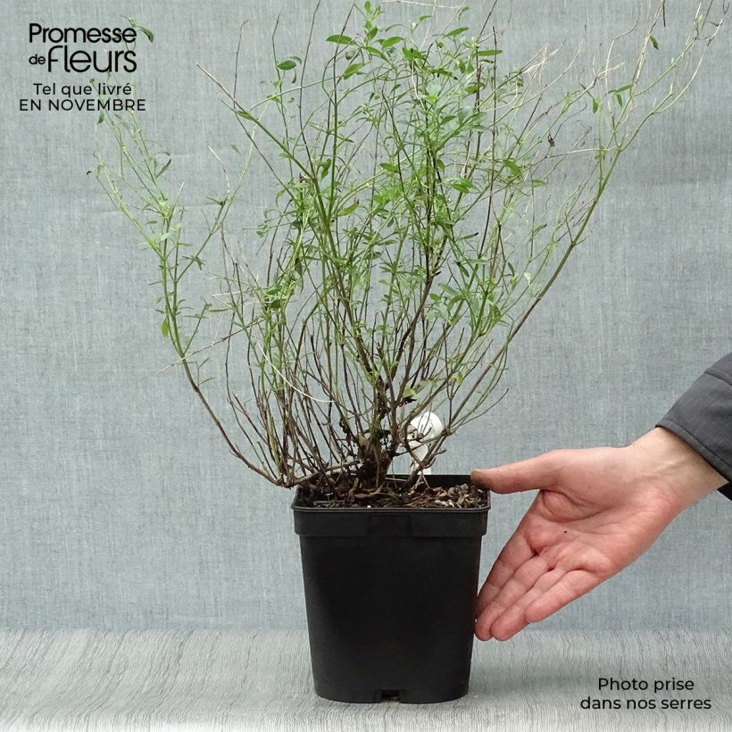 Spécimen de Sauge arbustive Victoria Blue Pot de 2L/3L tel que livré en automne
