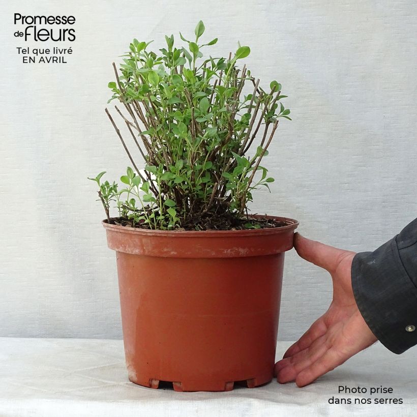 Spécimen de Sauge arbustive Violette de Loire - Salvia jamensis Pot de 4L/5LHauteur livrée env. 10/20cm tel que livré au printemps