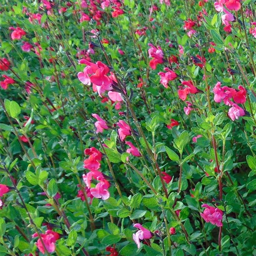 Sauge arbustive - Salvia microphylla grahamii (Floraison)