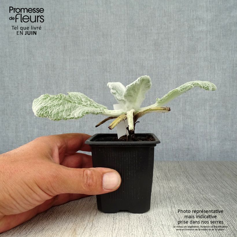 Spécimen de Sauge argentée - Salvia argentea  Godet de 8/9 cm tel que livré en été