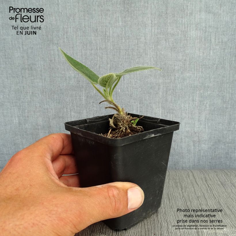 Spécimen de Sauge de Jerusalem - Phlomis samia Godet de 8/9 cm tel que livré en été