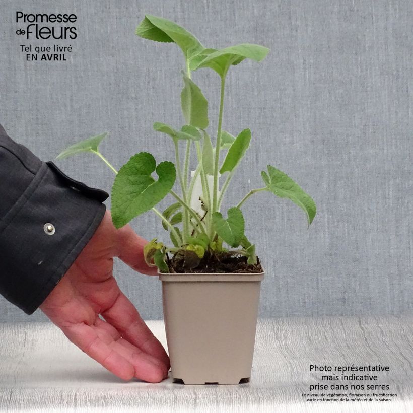Spécimen de Sauge de Jerusalem - Phlomis samia Godet de 9cm tel que livré au printemps