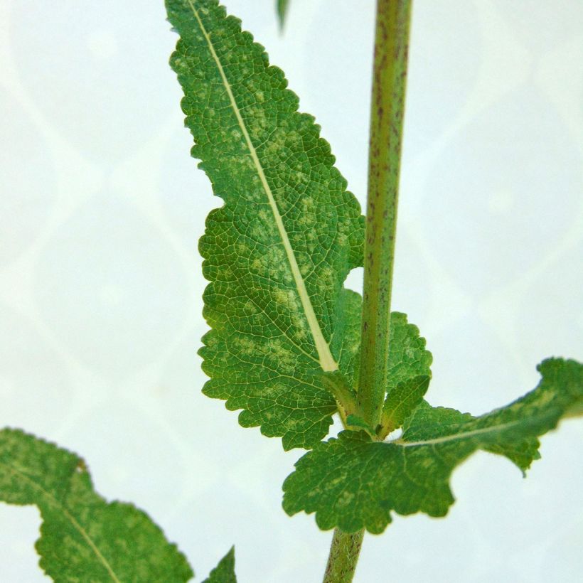 Sauge des bois - Salvia nemorosa Viola Klose (Feuillage)