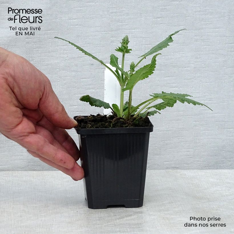 Spécimen de Sauge des bois - Salvia nemorosa Viola Klose Godet de 9cm tel que livré au printemps