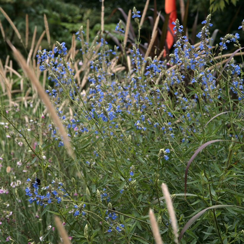 Sauge des marais - Salvia uliginosa (Port)