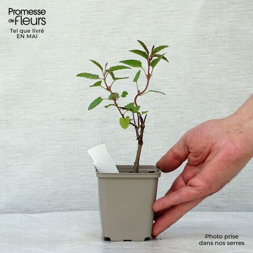 Spécimen de Sauge des marais - Salvia uliginosa en godet de 8cm tel que livré au printemps