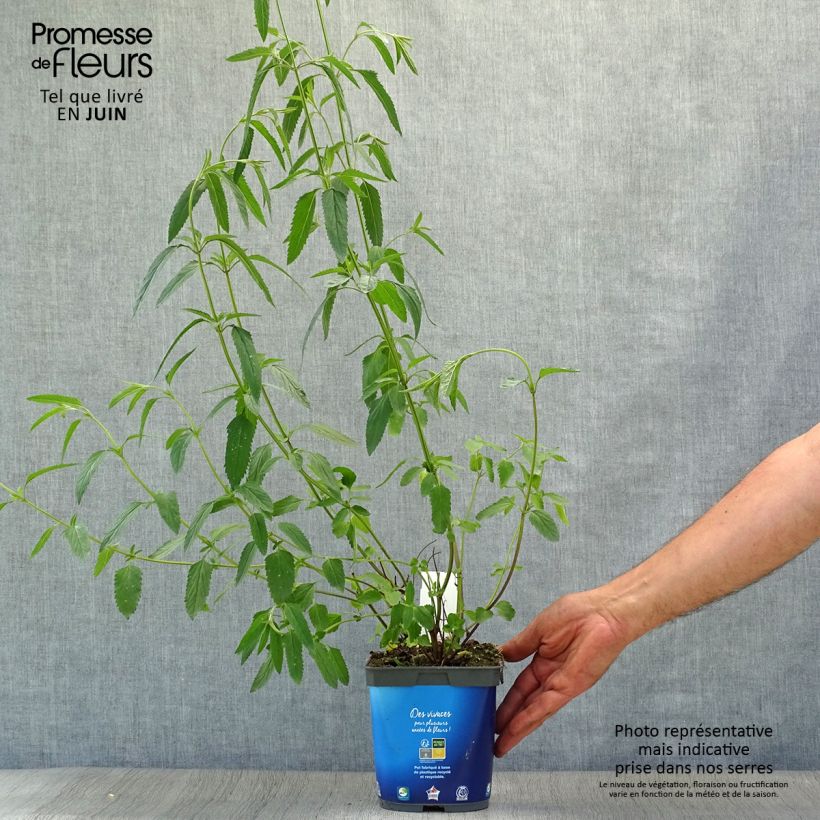 Spécimen de Sauge des marais - Salvia uliginosa Pot de 2L/3L tel que livré en été
