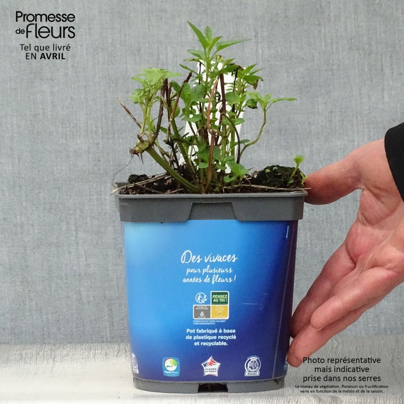 Spécimen de Sauge des marais - Salvia uliginosa en pot de 2L/3L tel que livré au printemps