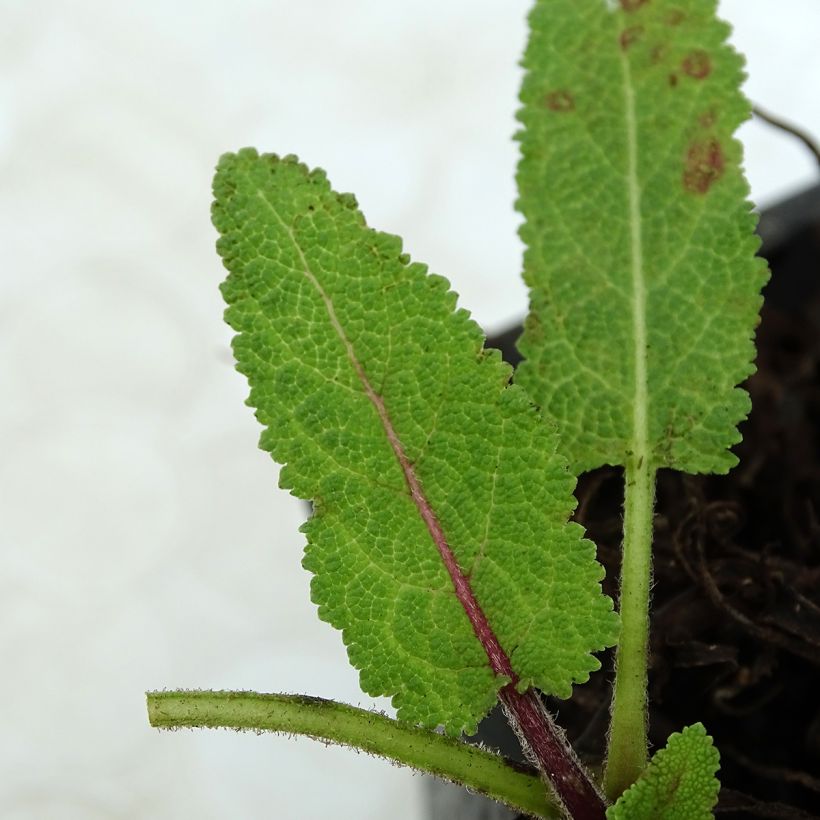 Sauge des prés - Salvia pratensis Pink Delight® (Feuillage)