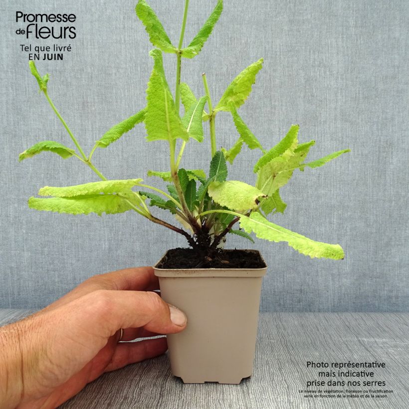 Spécimen de Sauge des prés - Salvia pratensis Pink Delight® Godet de 8/9 cm tel que livré en été