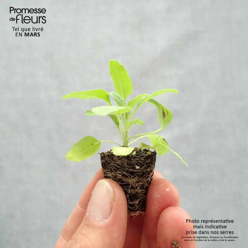 Spécimen de Sauge farineuse Victoria Blue - Salvia farinacea tel que livré au printemps