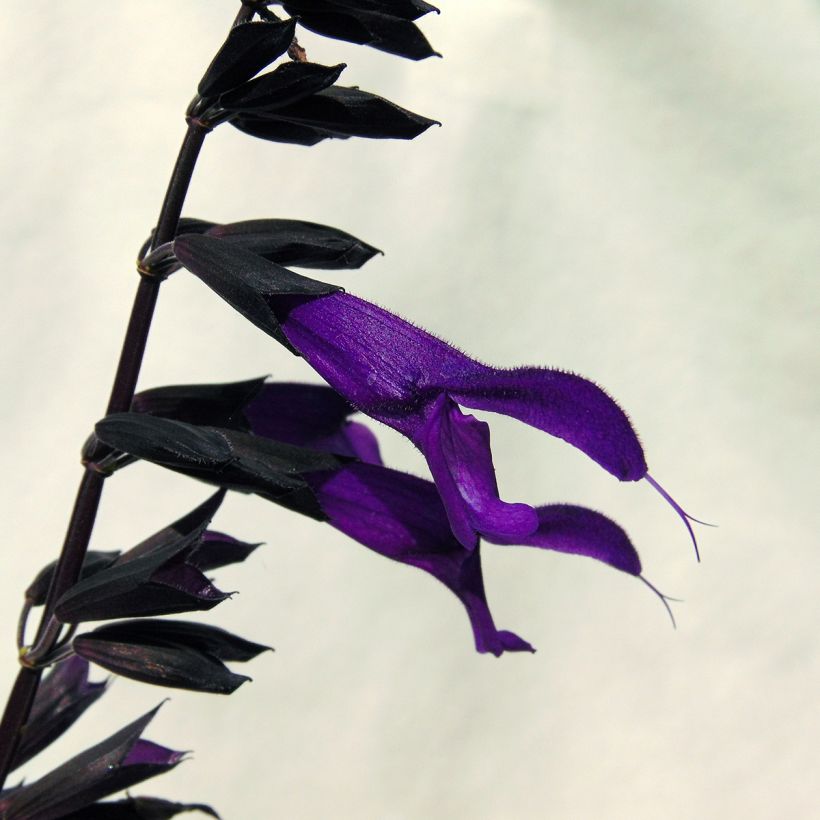 Sauge hybride Amistad violet - Salvia (x) guaranitica (Floraison)