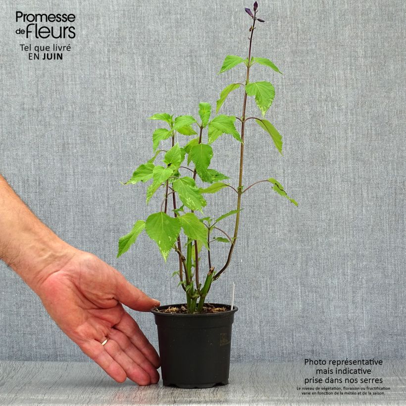 Spécimen de Sauge hybride Amistad violet - Salvia (x) guaranitica Godet de 8/9 cm tel que livré en été