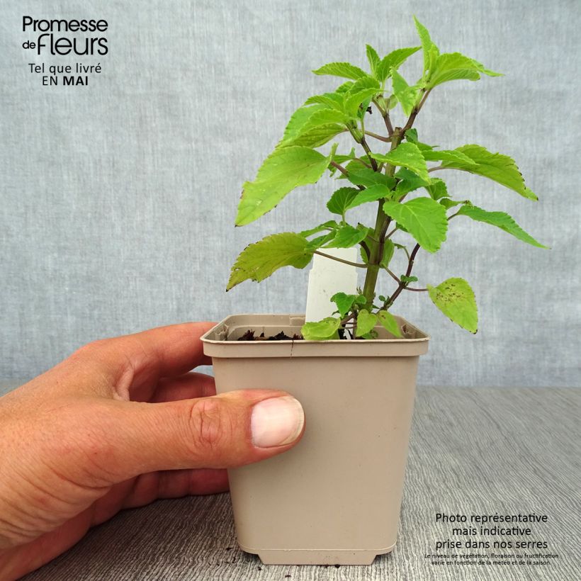 Spécimen de Sauge hybride Amistad violet - Salvia (x) guaranitica Godet de 9cm tel que livré au printemps