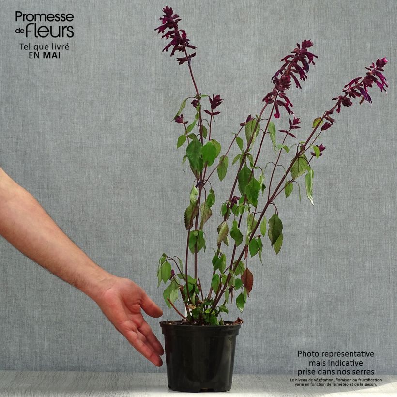 Spécimen de Sauge hybride Love and Wishes - Pot de 2L/3L tel que livré au printemps