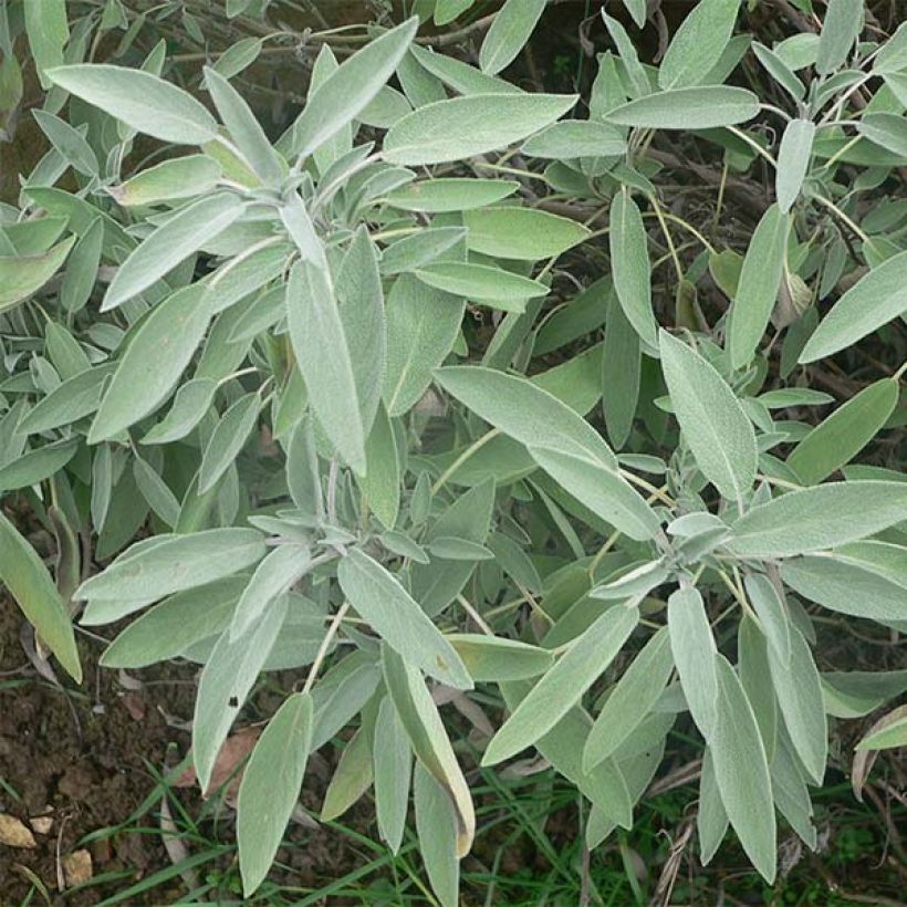 Sauge officinale - Salvia officinalis (Feuillage)