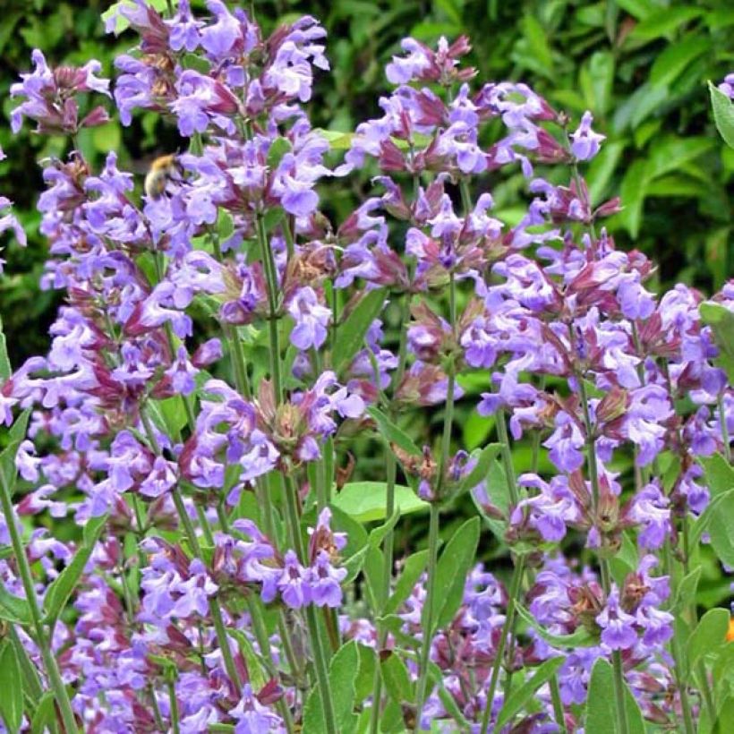 Sauge officinale - Salvia officinalis - Plants d'Aromatiques