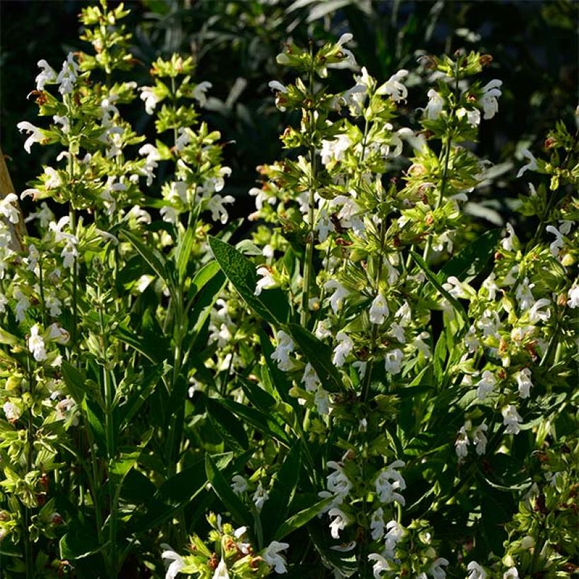 Sauge officinale Albiflora - Salvia officinalis (Port)