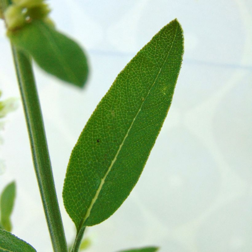 Sauge officinale Albiflora - Salvia officinalis (Feuillage)