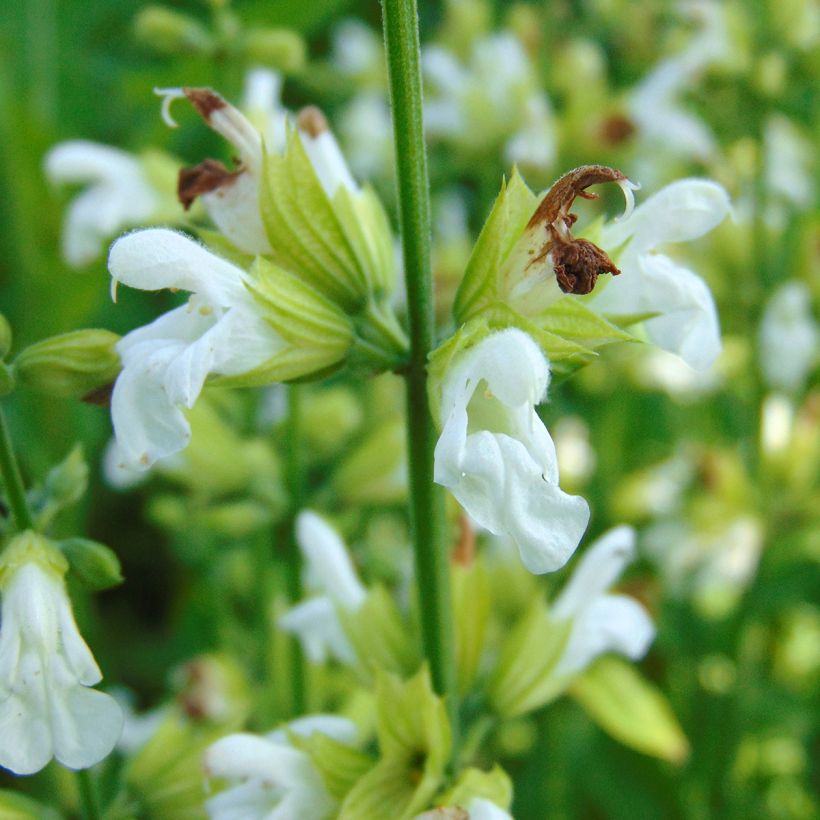 Sauge officinale Albiflora - Salvia officinalis (Floraison)