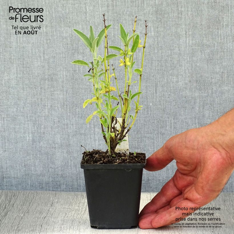 Spécimen de Sauge officinale Albiflora - Salvia officinalis Godet de 8/9 cm tel que livré en été