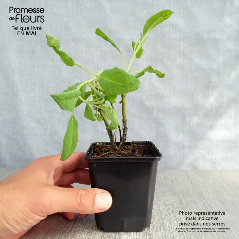 Spécimen de Sauge officinale Albiflora - Salvia officinalis Godet de 9cm tel que livré au printemps