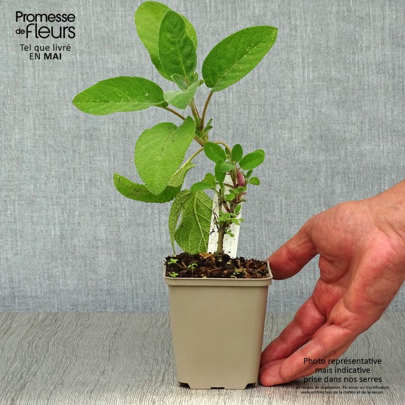 Spécimen de Sauge officinale Berggarten Godet de 9cm tel que livré au printemps