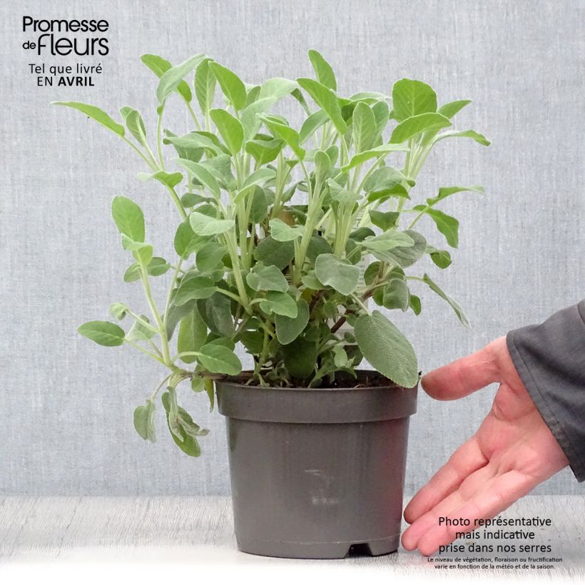 Spécimen de Sauge officinale Berggarten - Pot de 1.5L/2L tel que livré au printemps