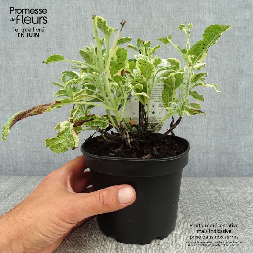 Spécimen de Sauge officinale Berggarten Variegated - Salvia officinalis Pot de 1,5L/2L tel que livré en été