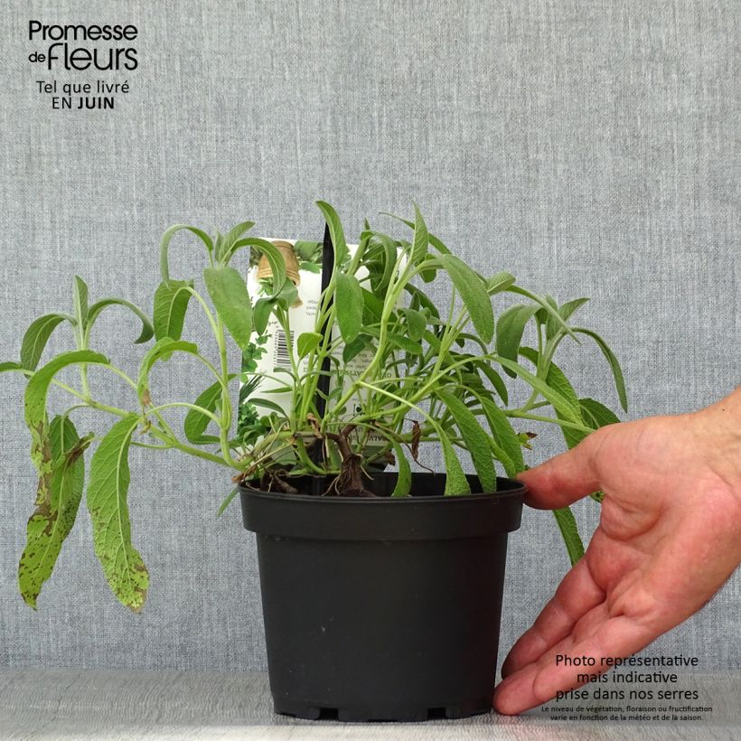 Spécimen de Sauge officinale Elephant Ear - Salvia officinalis Pot de 1,5L/2L tel que livré en été