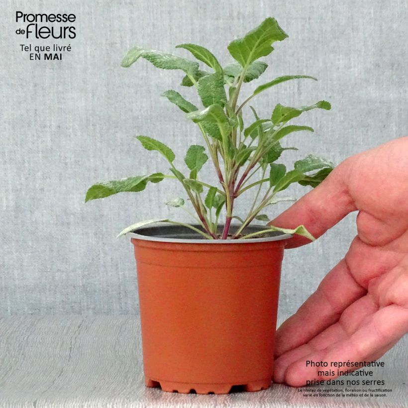 Spécimen de Sauge officinale Grower's Friend en plants godet de 8/9cm tel que livré au printemps