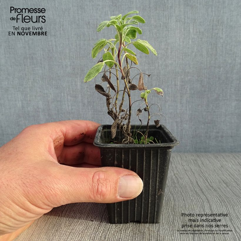 Spécimen de Salvia officinalis Aurea - Sauge officinale Aurea tel que livré en automne