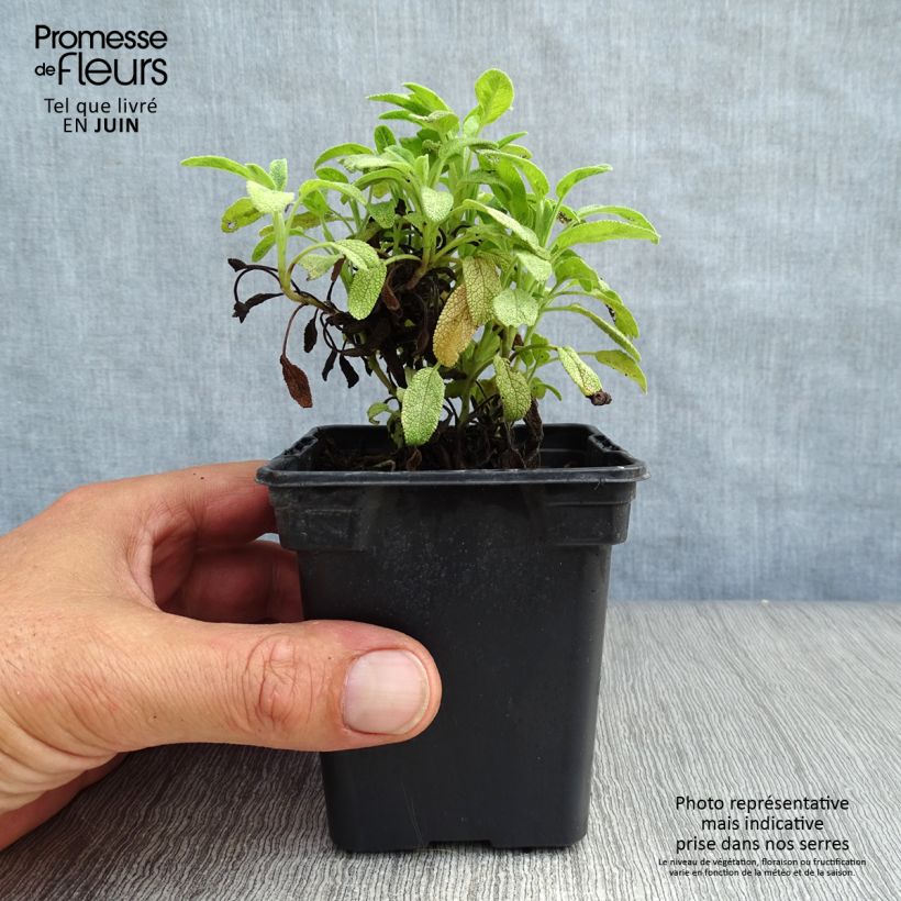 Spécimen de Salvia officinalis Aurea - Sauge officinale Aurea Godet de 7/8 cm tel que livré en été