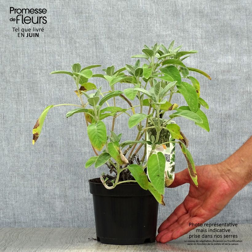 Spécimen de Sauge officinale Maxima - Salvia officinalis Pot de 1,5L/2L tel que livré en été