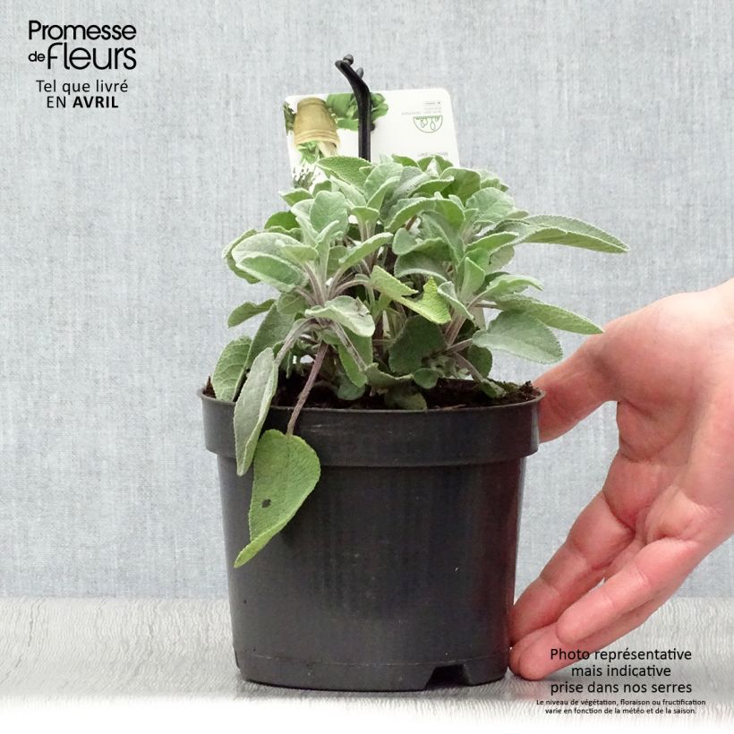Spécimen de Sauge officinale Maxima - Salvia officinalis Pot de 1,5L/2L tel que livré au printemps