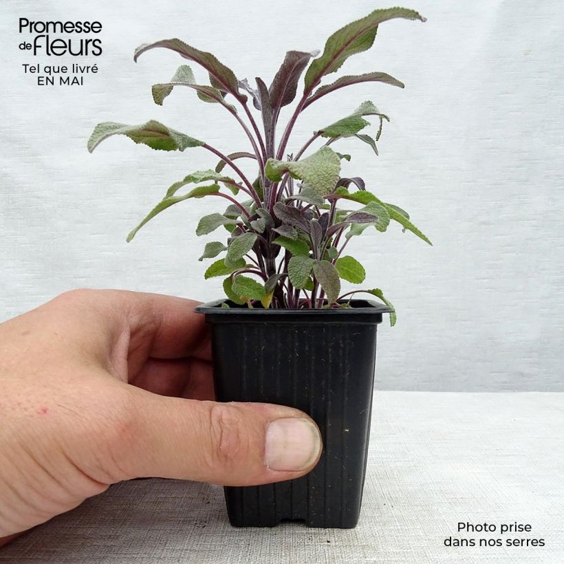 Spécimen de Sauge officinale Purpurascens - Sauge pourpre Godet de 7/8cm tel que livré au printemps