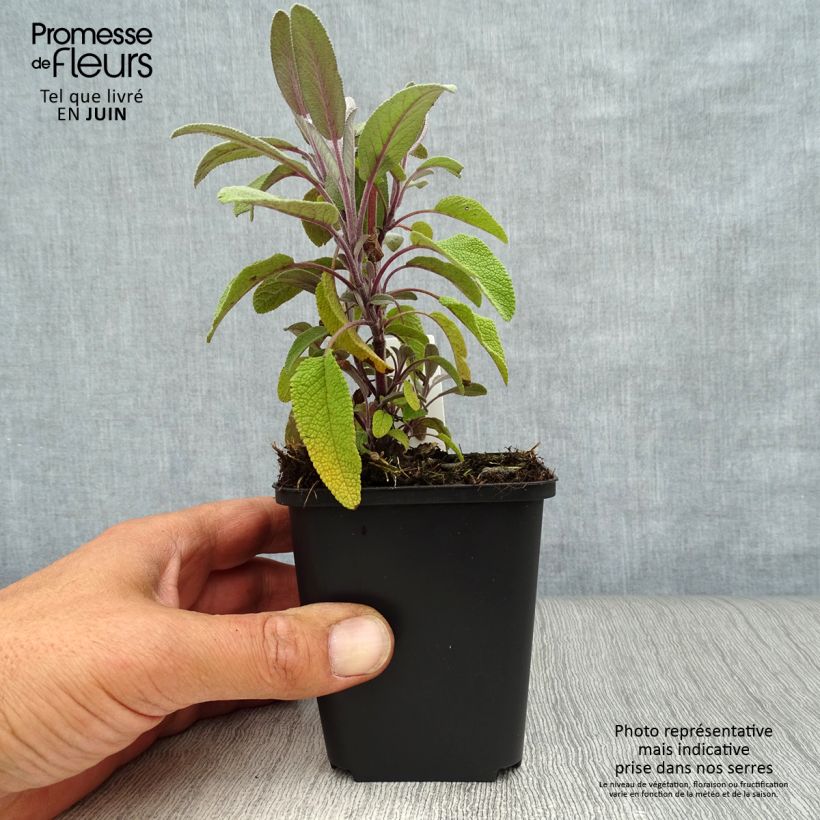 Spécimen de Sauge officinale Purpurascens - Sauge pourpre Godet de 7/8 cm tel que livré en été