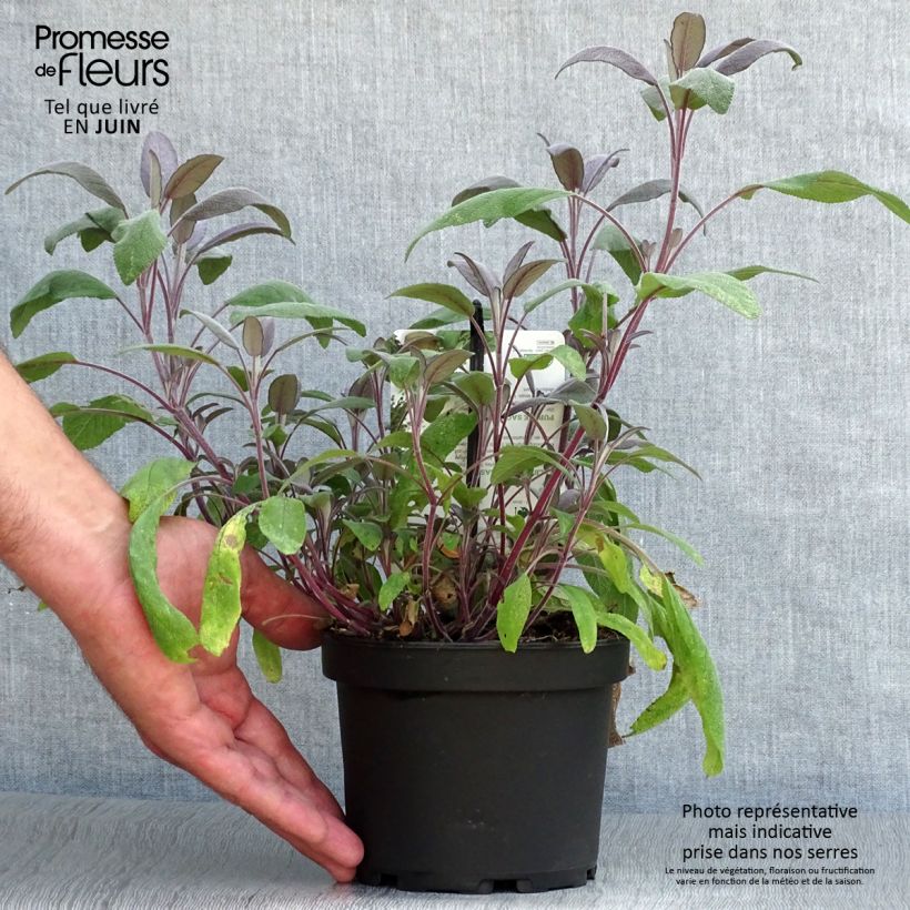 Spécimen de Sauge officinale Purpurascens - Sauge pourpre Pot de 1,5L/2L tel que livré en été