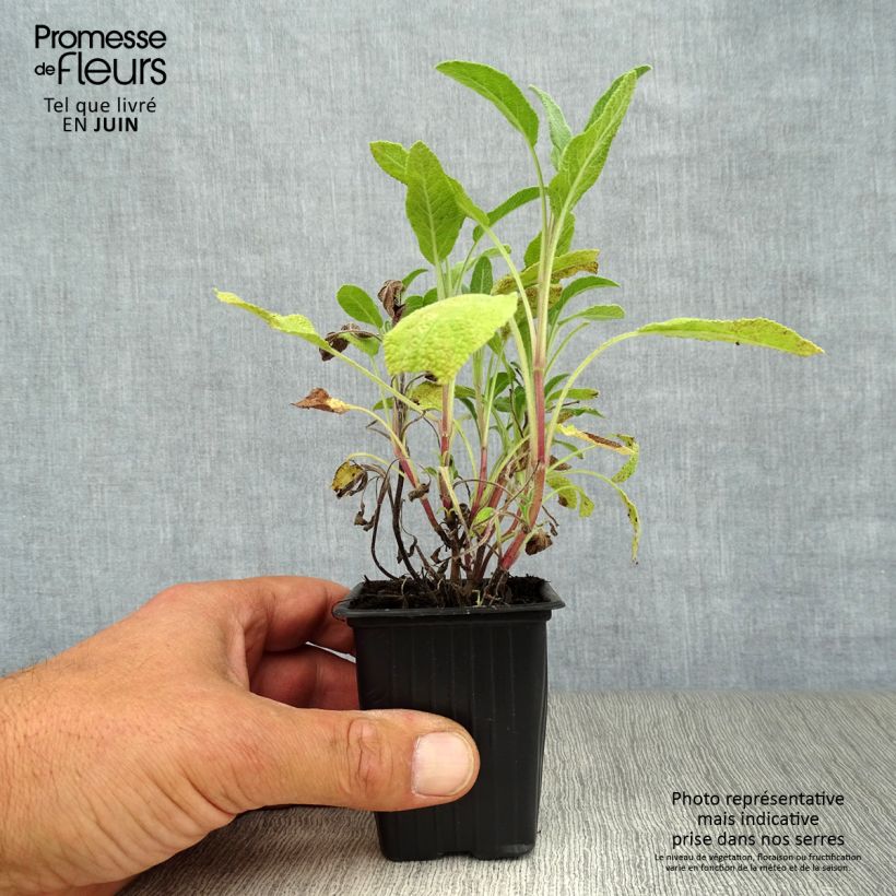 Spécimen de Sauge officinale - Salvia officinalis Godet de 8/9 cm tel que livré en été