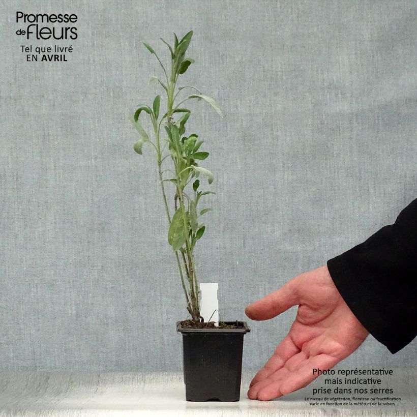 Spécimen de Sauge officinale - Salvia officinalis en godet de 8cm tel que livré au printemps