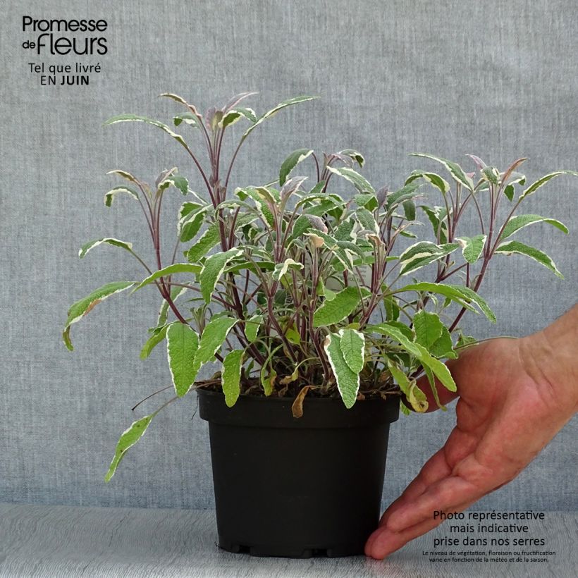 Spécimen de Sauge officinale Tricolor - Salvia officinalis Pot de 1,5L/2L tel que livré en été